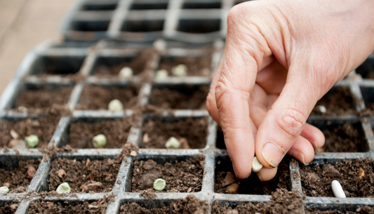Sowing Seeds Essential Tips