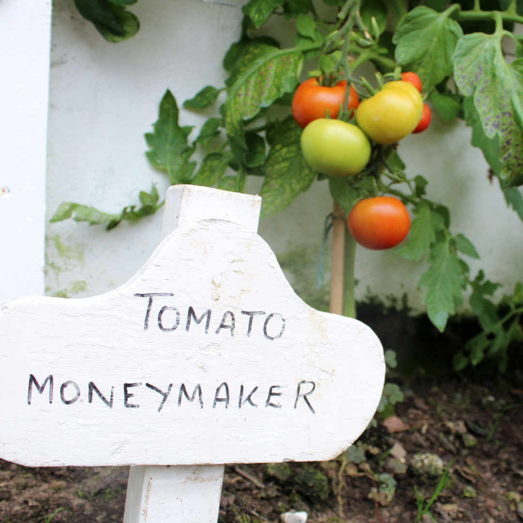 Growing Moneymaker Tomatoes