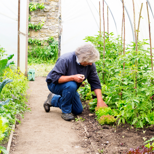  Polytunnel Growing Guide