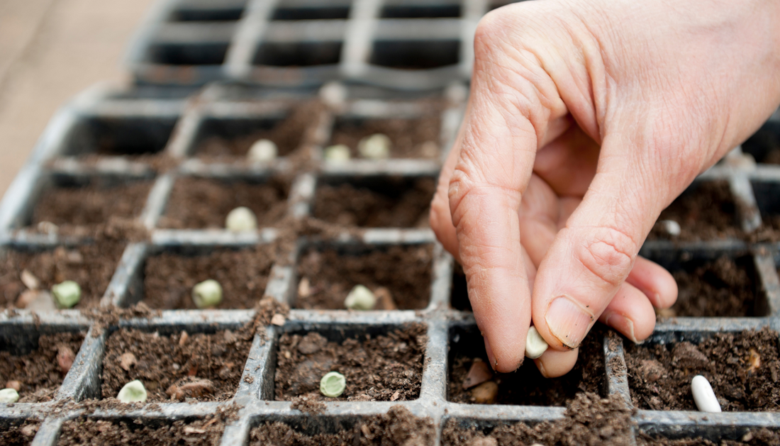 Sowing Seeds Essential Tips