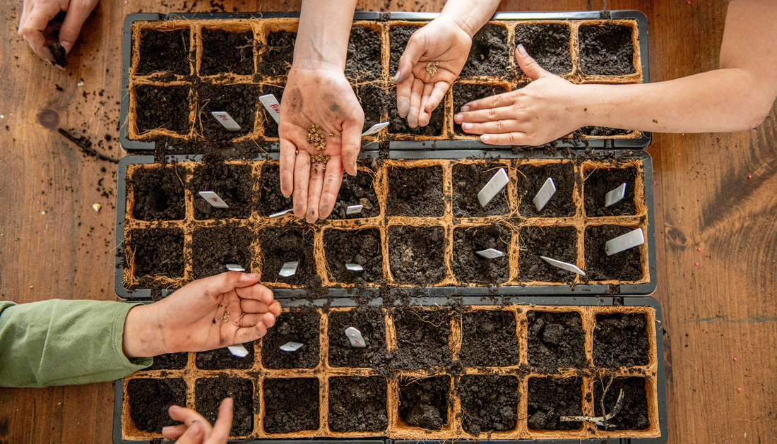 Starting Your Garden Indoors  - sowing seeds with the kids 