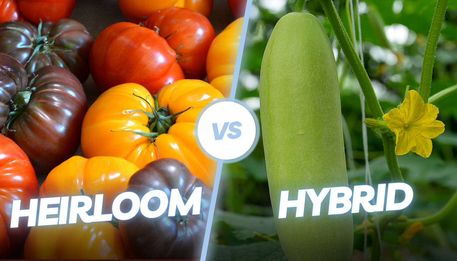 Heirloom vs. Hybrid Seeds What's the Difference? Gardening Addicts