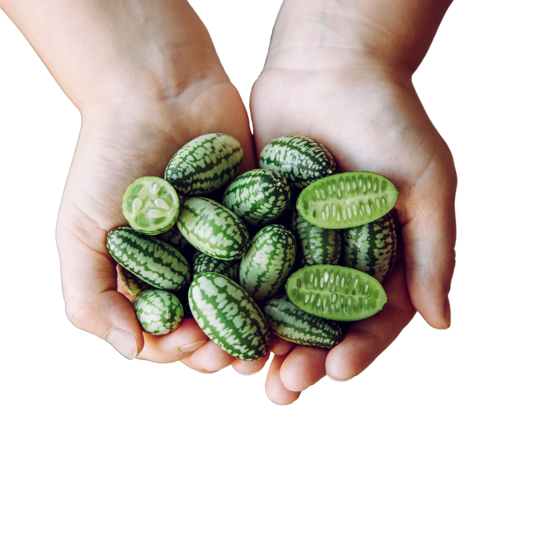 Cucamelon Seeds