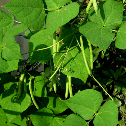 Dwarf French Bean Safari Seeds