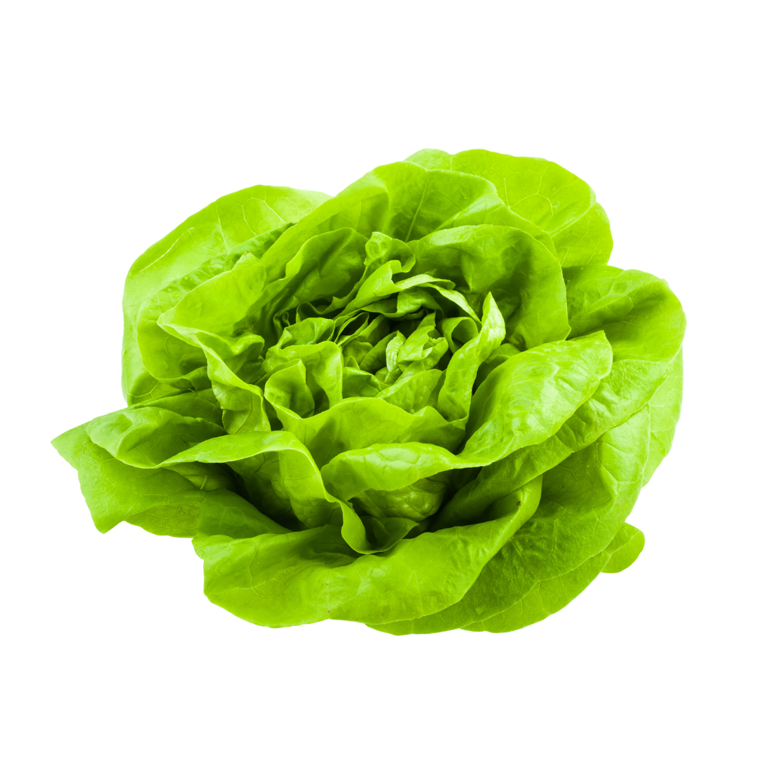 Lettuce All Year Round Seeds