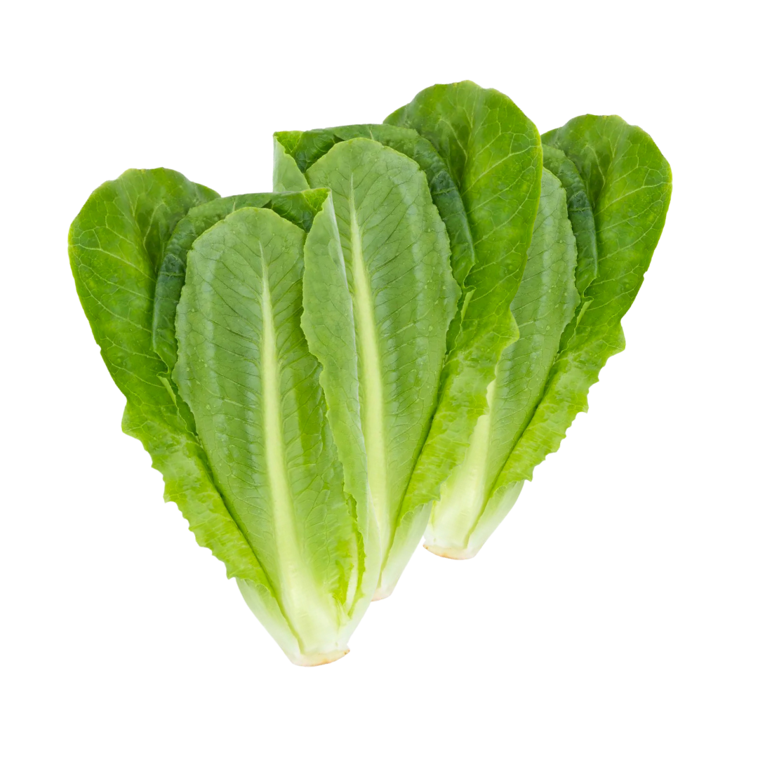 Lettuce Winter Density Seeds