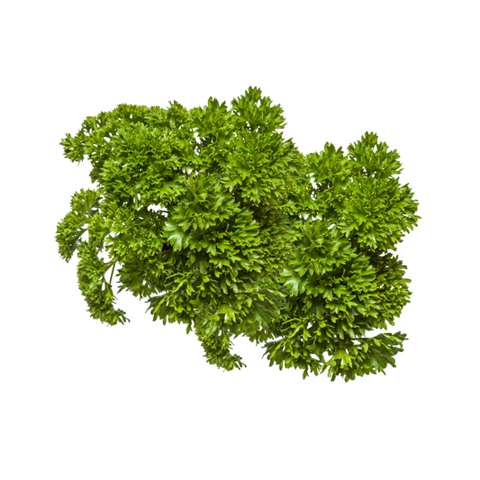 Parsley Champion Moss Curled Seeds