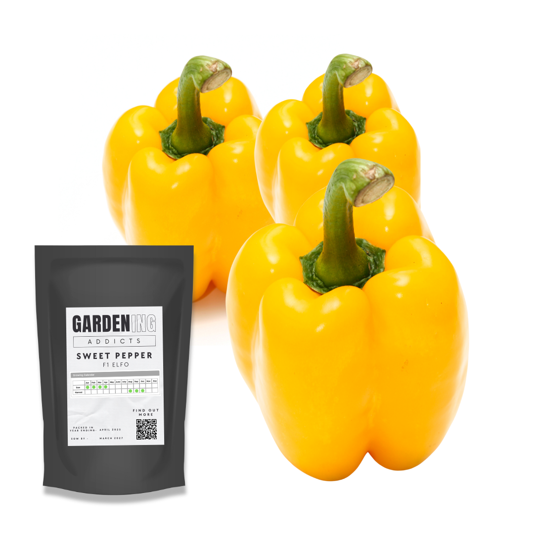 Sweet Pepper F1 Elfo seeds